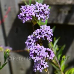 Buddleja Alternifolia (Butterfly Bush)