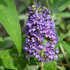 Buddleja Lochinch (Butterfly Bush)