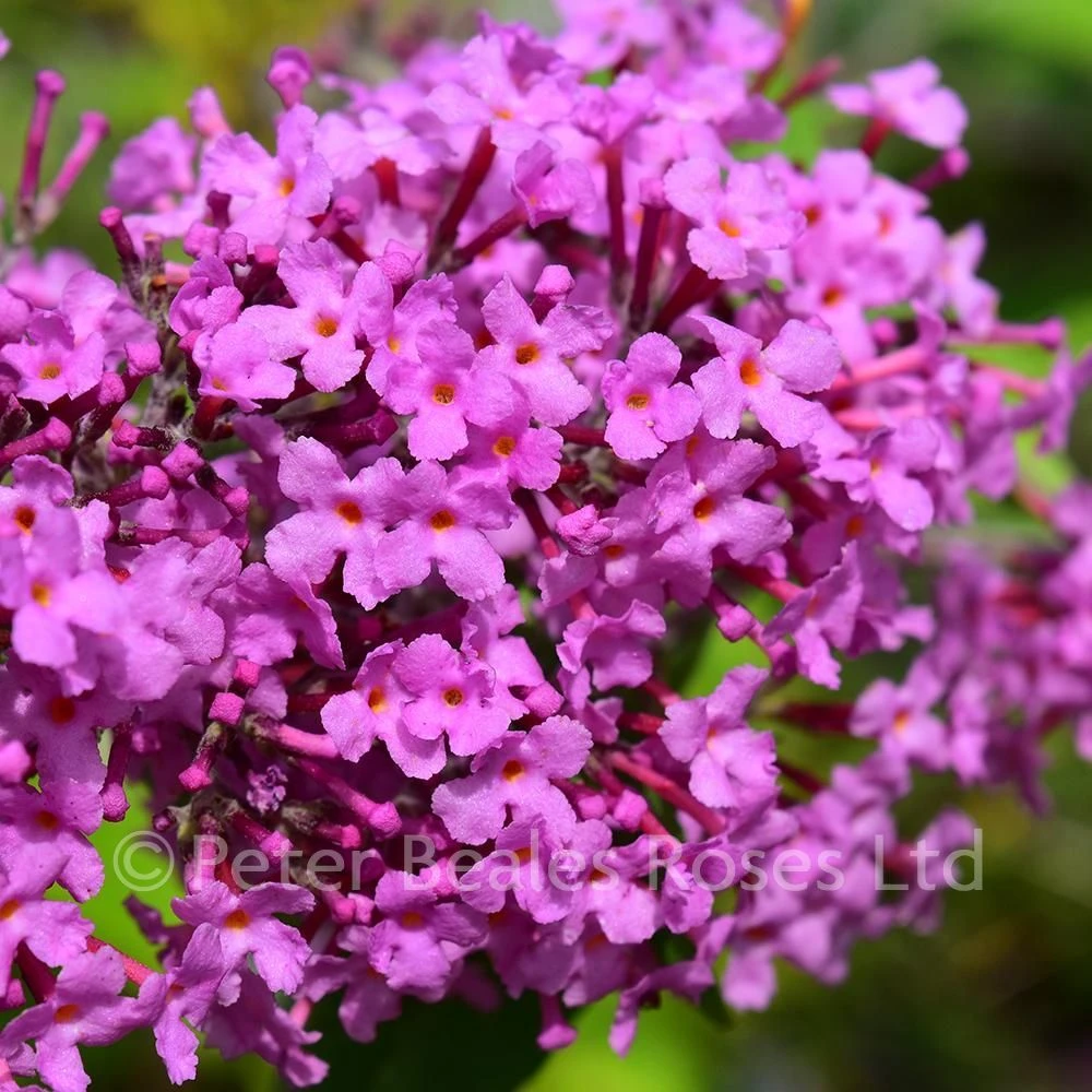 Buddleja Davidii Pink Delight (Butterfly Bush) 4 Buddleja Davidii Pink Delight (Butterfly Bush) - Image 2
