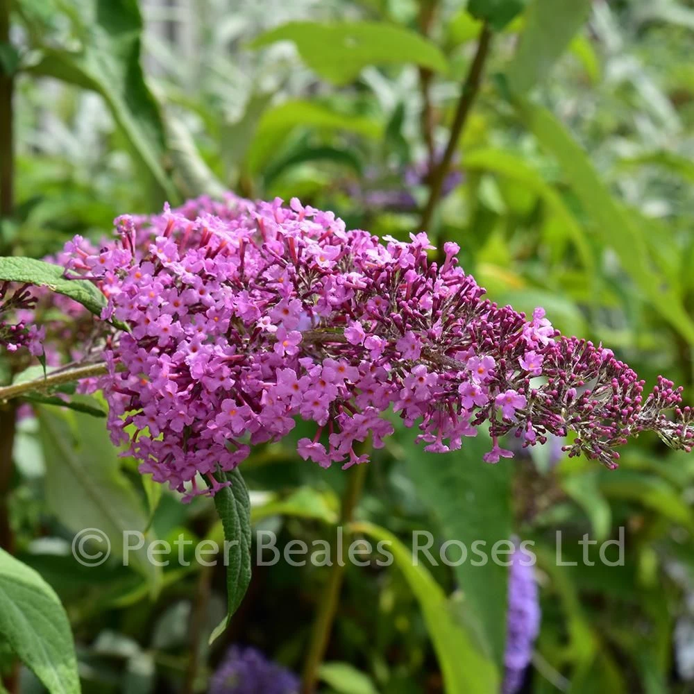 Buddleja Davidii Pink Delight (Butterfly Bush) 5 Buddleja Davidii Pink Delight (Butterfly Bush) - Image 3
