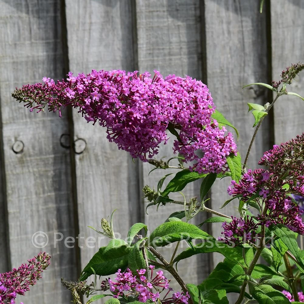 Buddleja Davidii Pink Delight (Butterfly Bush) 7 Buddleja Davidii Pink Delight (Butterfly Bush) - Image 5
