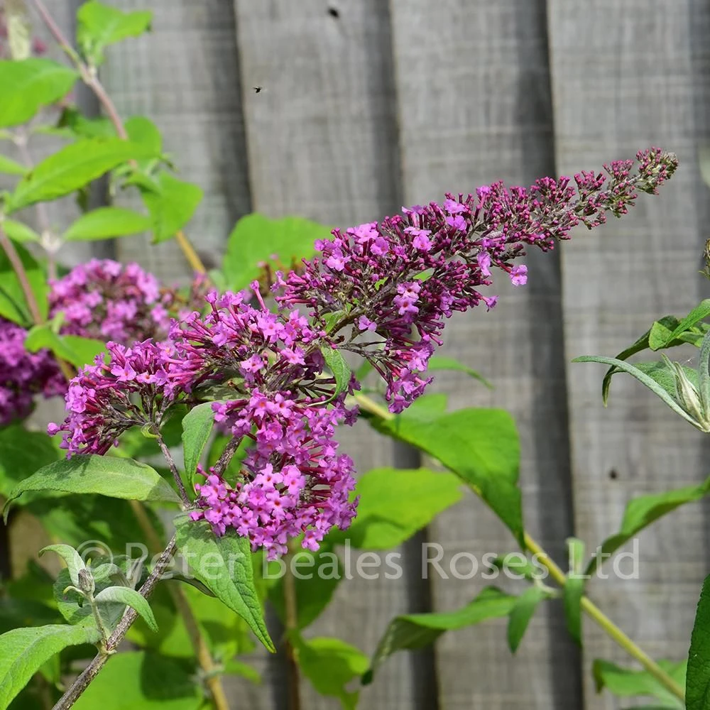 Buddleja Davidii Pink Delight (Butterfly Bush) 6 Buddleja Davidii Pink Delight (Butterfly Bush) - Image 4