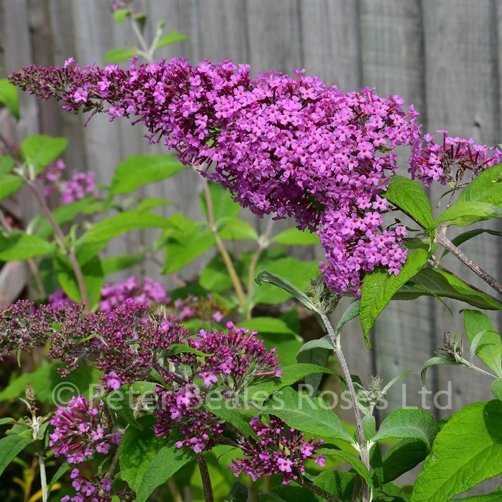 Buddleja Davidii Pink Delight (Butterfly Bush) 3 Buddleja Davidii Pink Delight (Butterfly Bush)