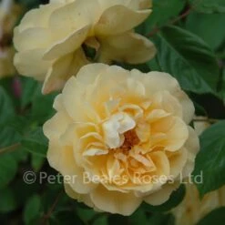 Buff Beauty (Shrub Standard Rose) -Classic Roses Sales Store buff beauty bm 2015 10 1000px