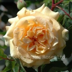 Buff Beauty (Shrub Standard Rose)