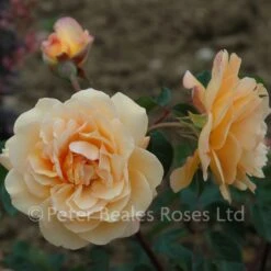 Buff Beauty (Shrub Standard Rose) -Classic Roses Sales Store buff beauty bm 2015 3 1000px