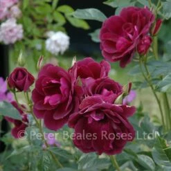 Burgundy Ice (Bush Rose) -Classic Roses Sales Store burgundy ice bm 2015 13 1000px