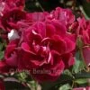 Burgundy Ice (Bush Rose) 2 Burgundy Ice (Bush Rose) -Classic Roses Sales Store burgundy ice bm 2015 1 1000px