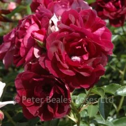 Burgundy Ice (Bush Rose) -Classic Roses Sales Store burgundy ice bm 2015 6 1000px