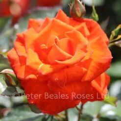 Burning Desire (Bush Rose)