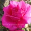Buxom Beauty (Bush Rose) -Classic Roses Sales Store buxham beauty il 2017 3 1000px