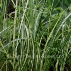 Calamagrostis X Acutiflora Avalanche (Reed Grass) -Classic Roses Sales Store calamagrostis x acutiflora avalanche reed grass bm 2016 11 1000px 1