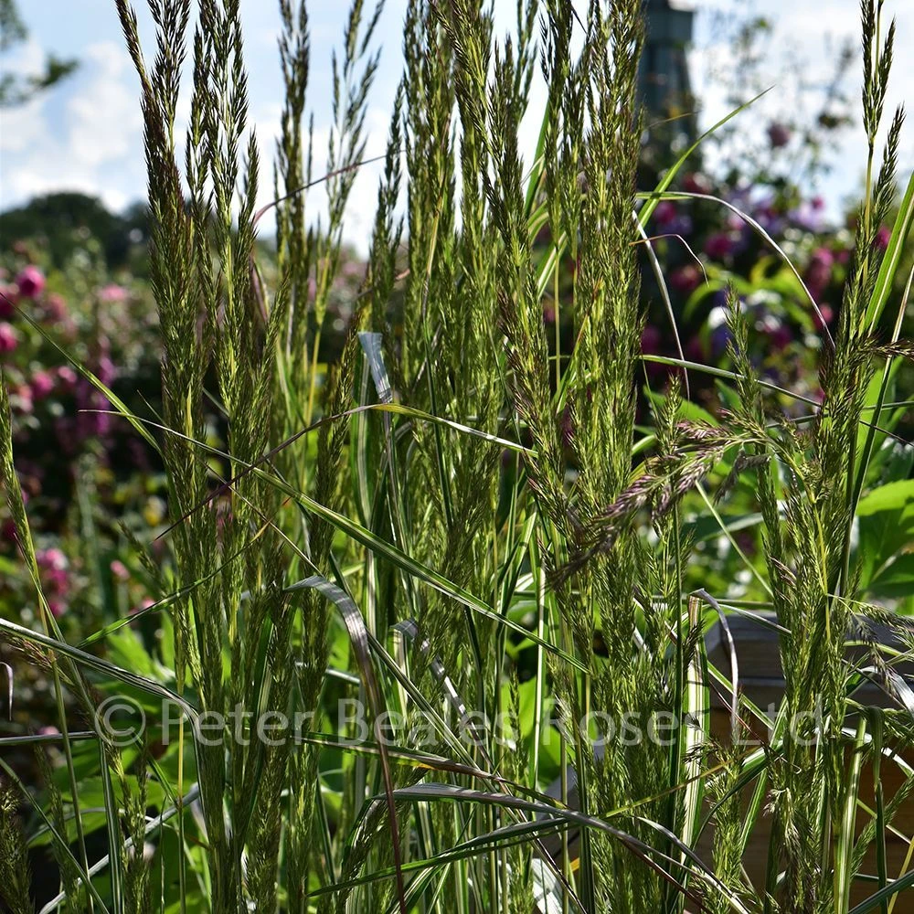 Calamagrostis X Acutiflora Avalanche (Reed Grass) - Image 4