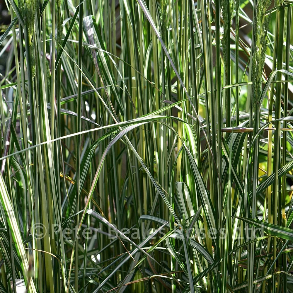 Calamagrostis X Acutiflora Avalanche (Reed Grass) - Image 2