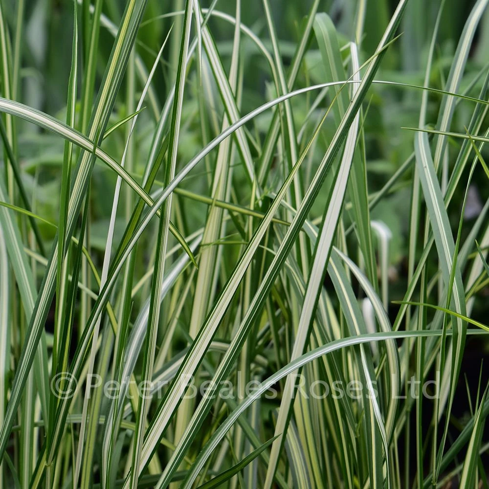 Calamagrostis X Acutiflora Avalanche (Reed Grass)