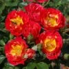 Cambridgeshire (Procumbent Rose) -Classic Roses Sales Store cambridgeshire july 14 7 1000px