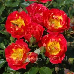 Cambridgeshire (Procumbent Rose)