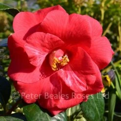 Camellia Adolphe Audusson