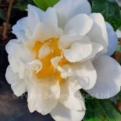 Camellia Japonica Silver Anniversary -Classic Roses Sales Store camellia japonica silver anniversary lh 2021 1000px