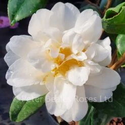 Camellia Japonica Silver Anniversary