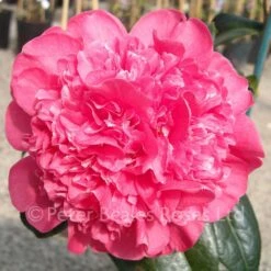 Camellia Hybrid Anticipation -Classic Roses Sales Store camellia x williamsii anticipation 1000px