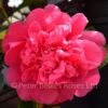 Camellia Hybrid Anticipation -Classic Roses Sales Store camellia x williamsii anticipation bm 2016 1 1000px