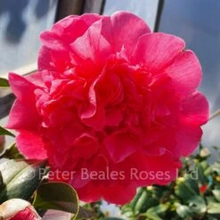 Camellia Hybrid Anticipation -Classic Roses Sales Store camellia x williamsii anticipation lh 2021 3 1000px