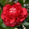 Camellia Japonica Ruby Wedding 2 Camellia Japonica Ruby Wedding -Classic Roses Sales Store camellia x williamsii ruby wedding bm 2016 3 1000px