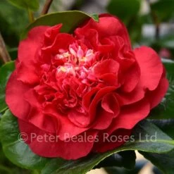 Camellia Japonica Ruby Wedding