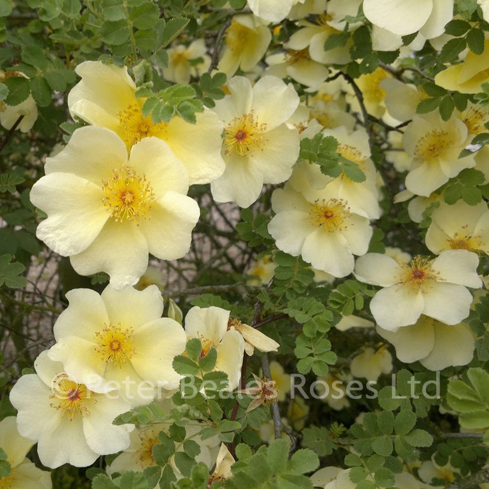 Canary Bird (Shrub Standard Rose) 6 Canary Bird (Shrub Standard Rose) - Image 4