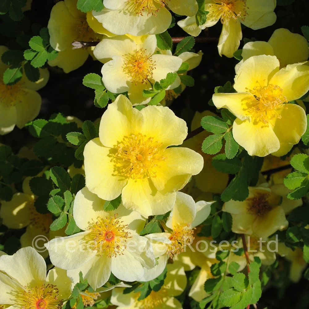 Canary Bird (Shrub Standard Rose) 4 Canary Bird (Shrub Standard Rose) - Image 2