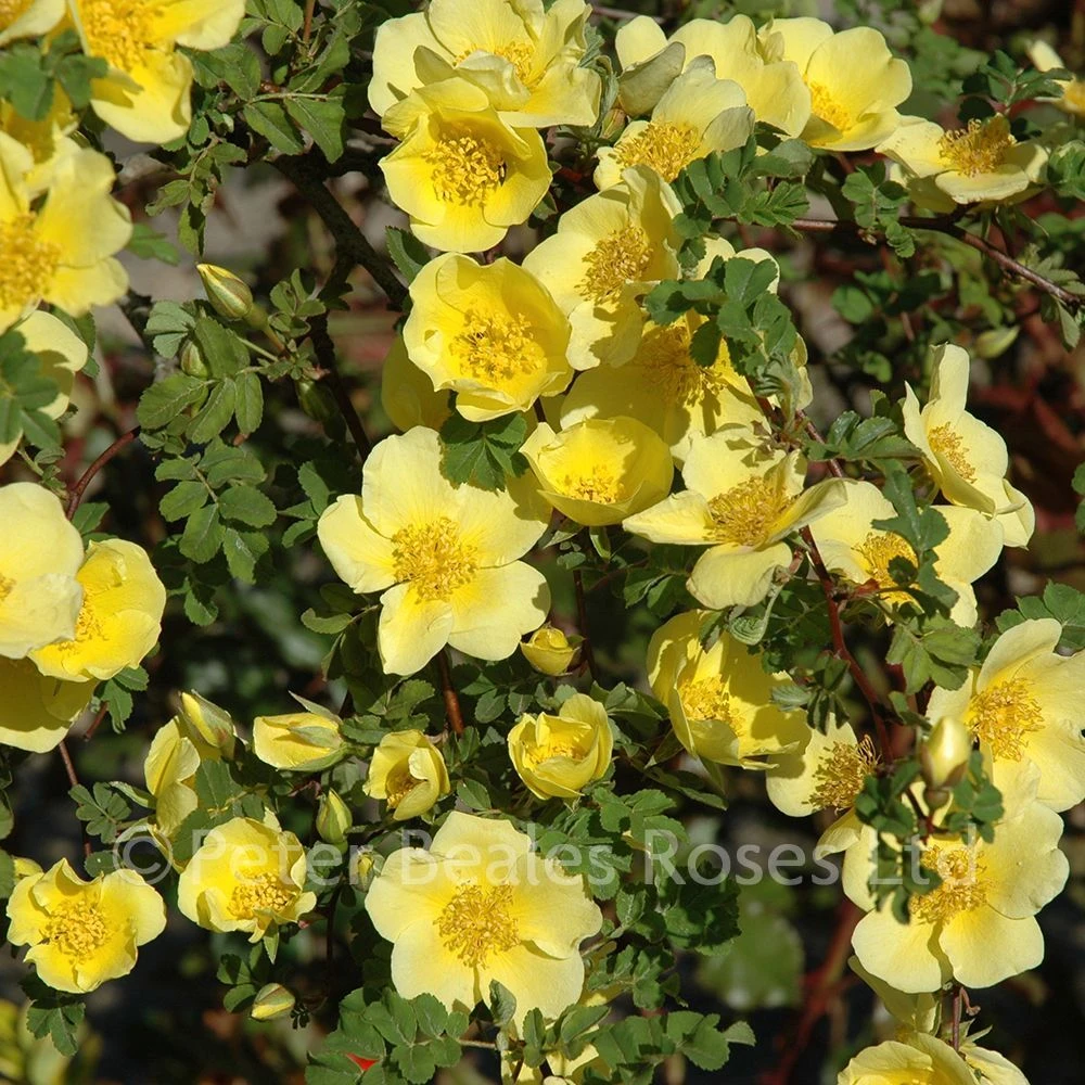 Canary Bird (Shrub Standard Rose) 5 Canary Bird (Shrub Standard Rose) - Image 3