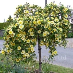 Canary Bird (Shrub Standard Rose)