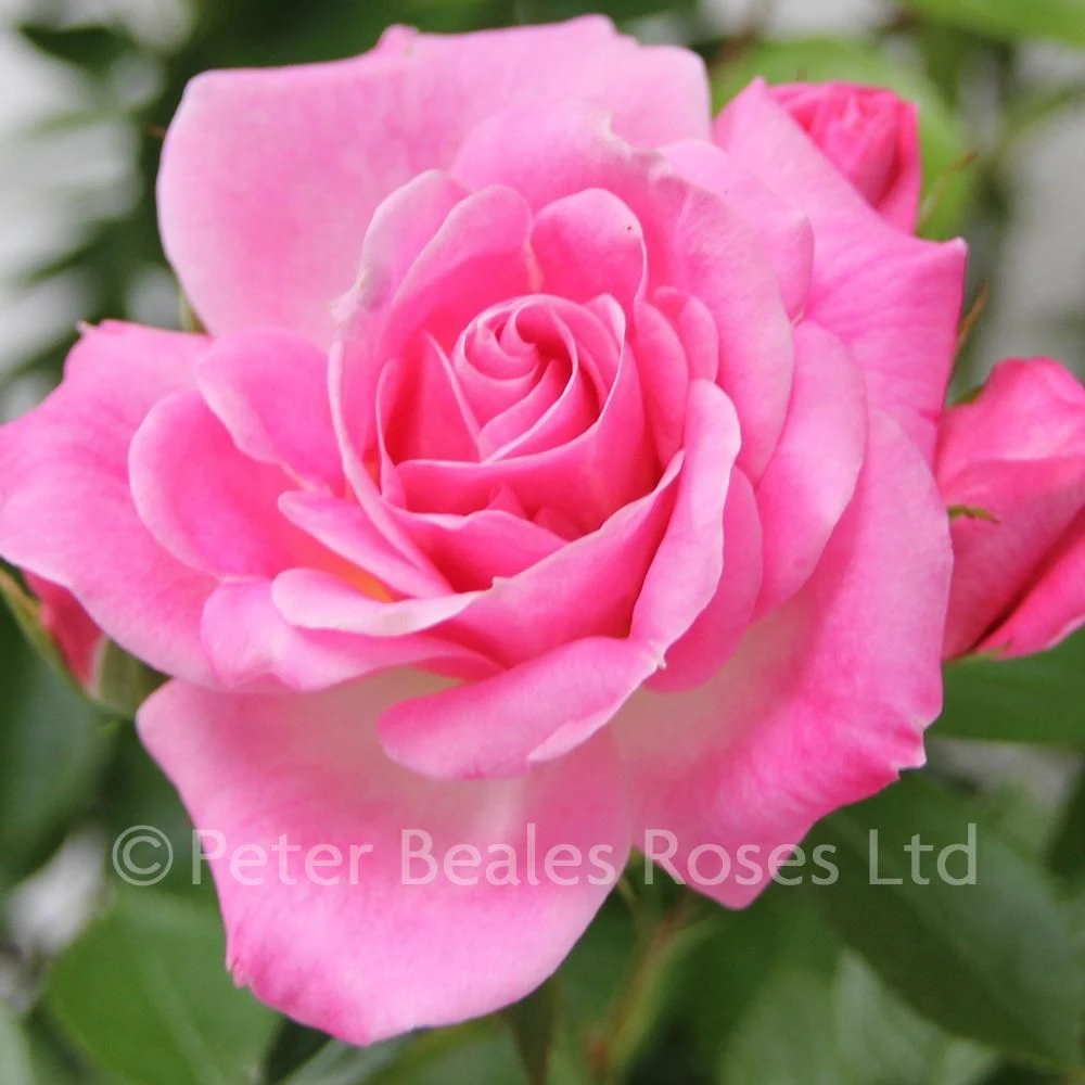Carefree Days (Patio Shrub Rose) 3 Carefree Days (Patio Shrub Rose)