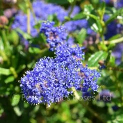 Ceanothus Italian Skies (Californian Lilac)