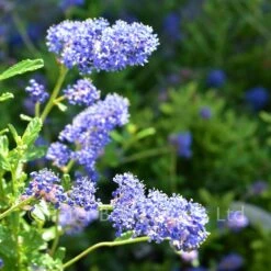 Ceanothus Italian Skies (Californian Lilac) -Classic Roses Sales Store ceanothus italian skies bm 2018 3 1000px