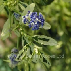 Ceanothus Lemon And Lime