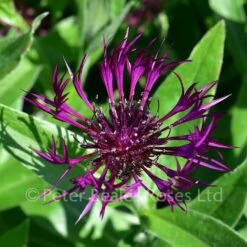 Centaurea Amethyst Dream