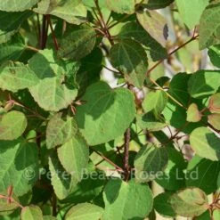Cercidiphyllum Japonicum (Katsura Tree) -Classic Roses Sales Store cercidiphyllum japonicum bm 2016 4 1000px