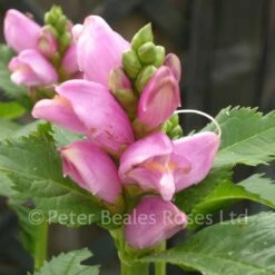 Chelone Obliqua (Turtle-head)