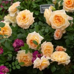 Classic Roses Sales Store -Classic Roses Sales Store chelsea 2019 km 76 1000px