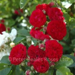 Chevy Chase (Rambling Rose) -Classic Roses Sales Store chevy chase bm 2015 20 1000px