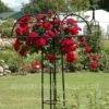 Chevy Chase (Weeping Standard Rose) 1 Chevy Chase (Weeping Standard Rose) -Classic Roses Sales Store chevy chase bm 2015 41 1000px