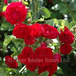 Chevy Chase (Rambling Rose) -Classic Roses Sales Store chevy chase bm 2015 5 1000px