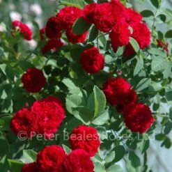 Chevy Chase (Rambling Rose) -Classic Roses Sales Store chevy chase bm 7 1000px