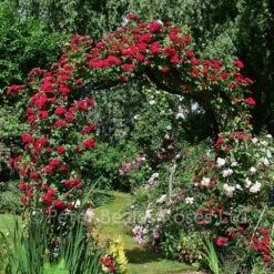 Chevy Chase (Rambling Rose) -Classic Roses Sales Store chevy chase gardens june bm 2018 2 1000px