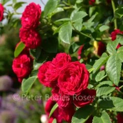 Chevy Chase (Rambling Rose) -Classic Roses Sales Store chevy chase gardens june bm 2018 7 1000px