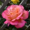 Chicago Peace (Bush Rose) -Classic Roses Sales Store chicago peace bm 2018 5 1000px