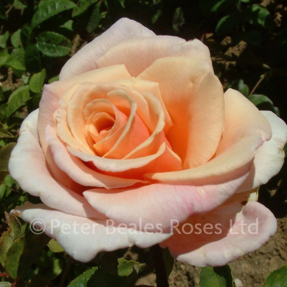 Child Of My Heart (Shrub Rose) 4 Child Of My Heart (Shrub Rose) - Image 2