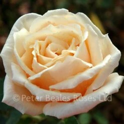 Child Of My Heart (Shrub Rose) 9 Child Of My Heart (Shrub Rose) -Classic Roses Sales Store child of my heart 5 1000px 1